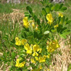 Coronille des jardins / Coronilla emerus